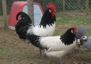 Lakenvelder