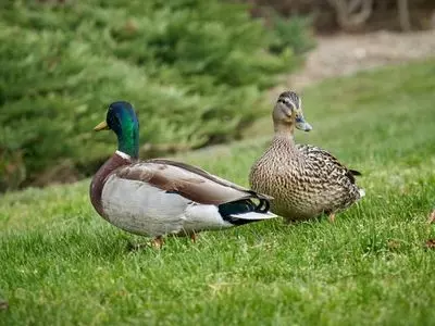 two ducks together