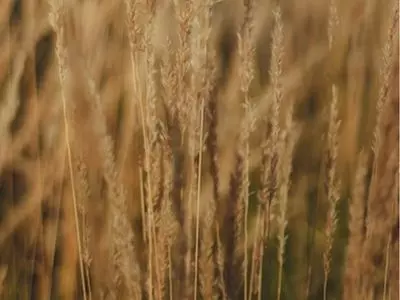 wheat