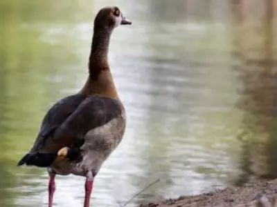 A duck staring at the water