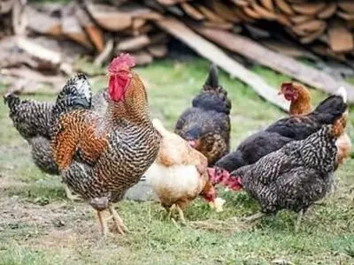 A group of chickens