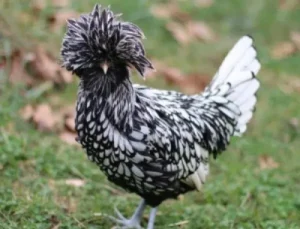 Silver Laced Polish