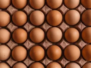 Best incubator for turkey eggs