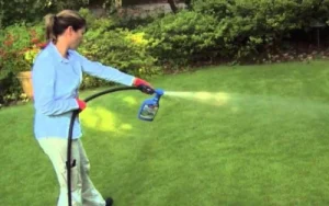 Best Time Of Year To Spray Weed Killers