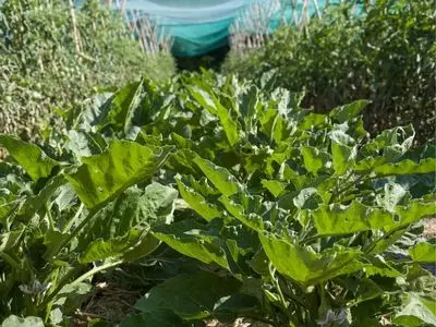 vegetable garden