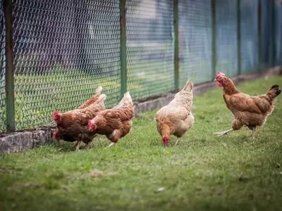 four chickens