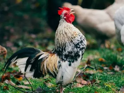 speckled chicken
