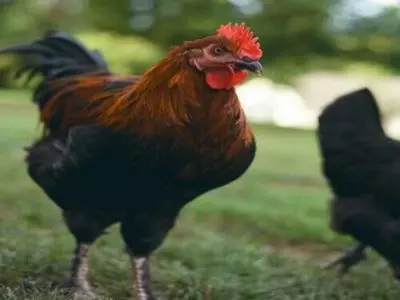 chicken and rooster
