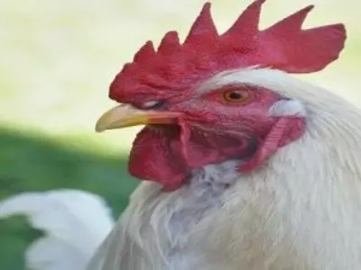 rooster 