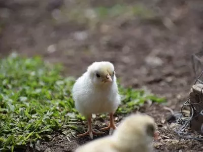 chick in the grass