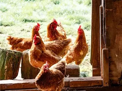 chickens standing together